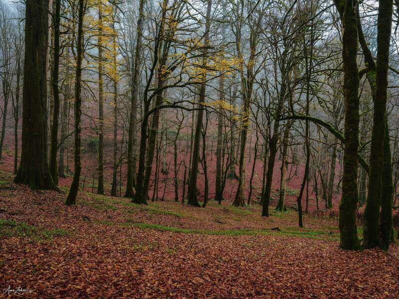 forest, travel, landscape, nature, autumn, tree, photography Foggy Forest фото превью