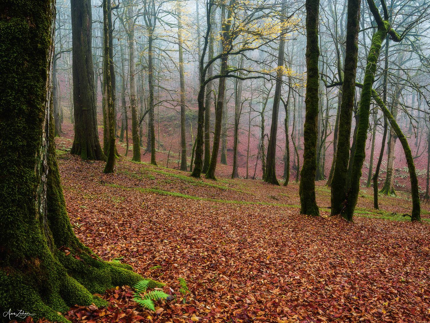 forest, landscape, nature, tree, travel, autumn, fog, photography, Aws Zuhair