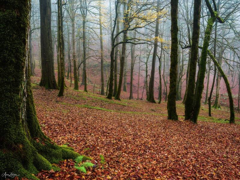 forest, landscape, nature, tree, travel, autumn, fog, photography Foggy Forest фото превью