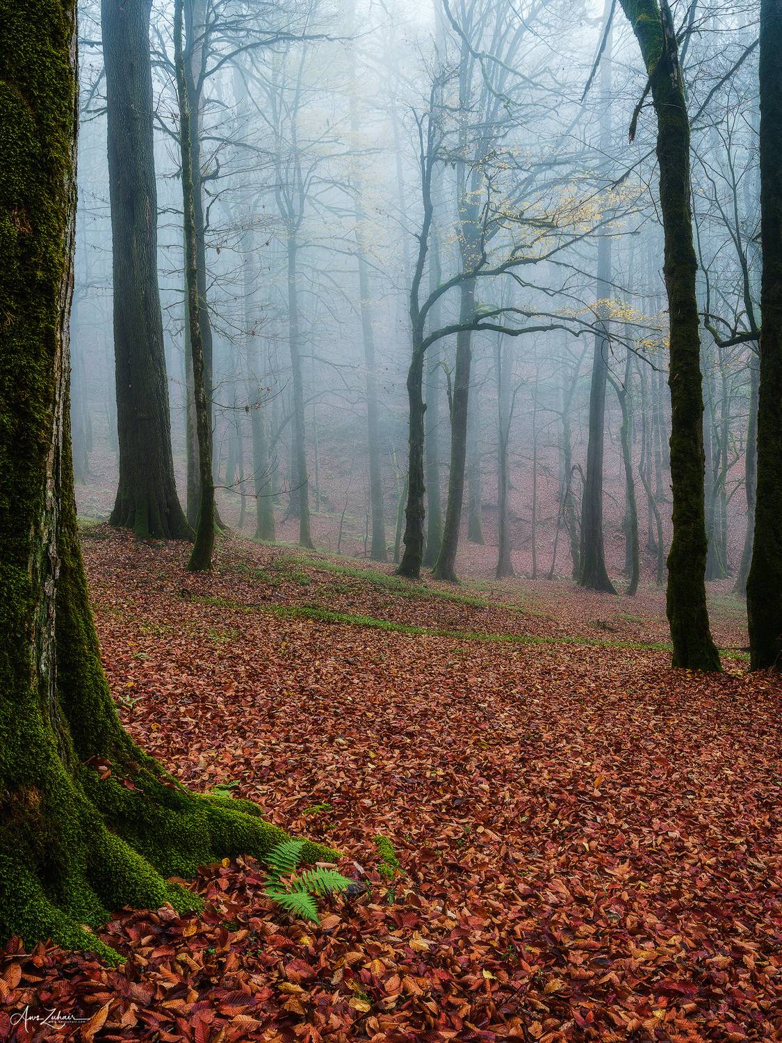 Foggy Forest. Автор: Aws Zuhair forest, landscape, nature, travel, photography, autumn, tree, Aws Zuhair