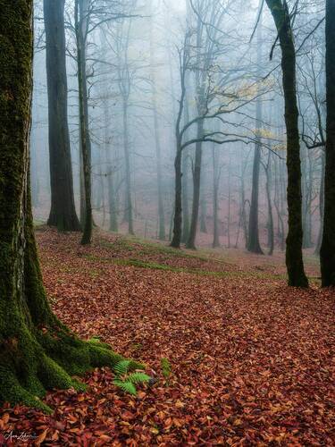 Foggy Forest