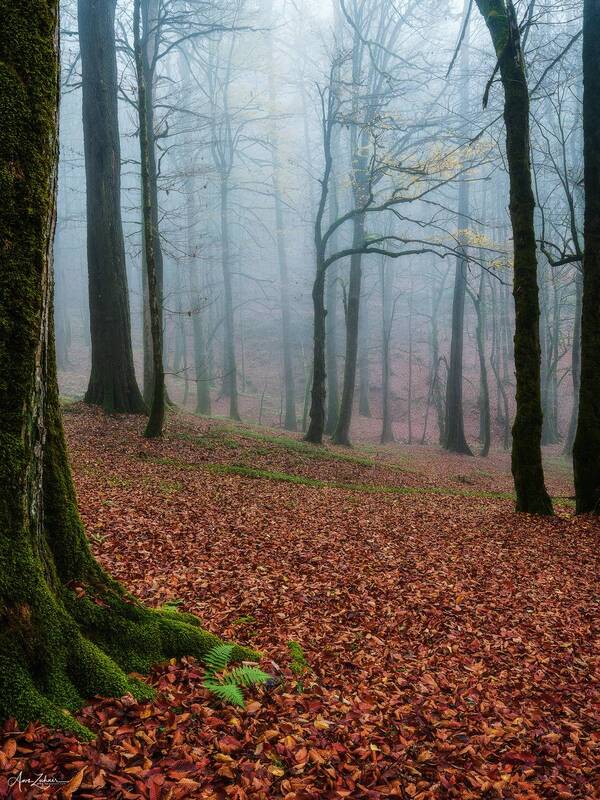 forest, landscape, nature, travel, photography, autumn, tree Foggy Forest фото превью