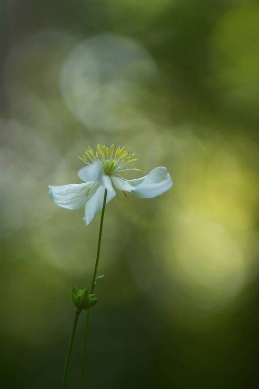 plant, flower, close up, bokeh, nature, selective focus, springtime Thalictrum фото превью