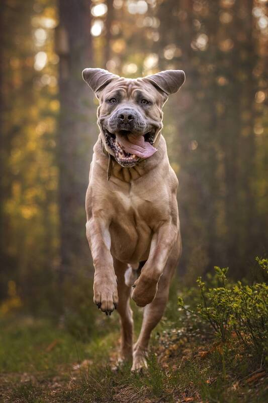 ...... фото превью