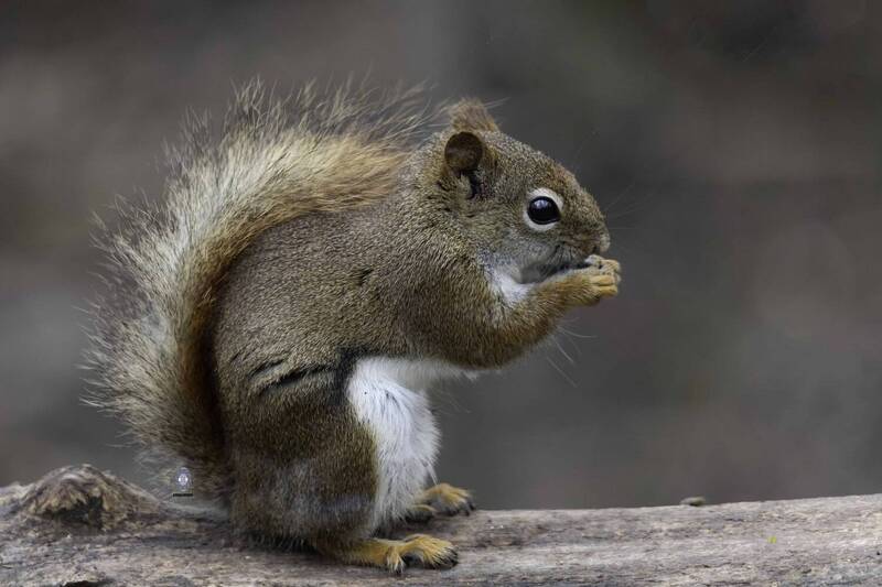 Red squirrel фото превью