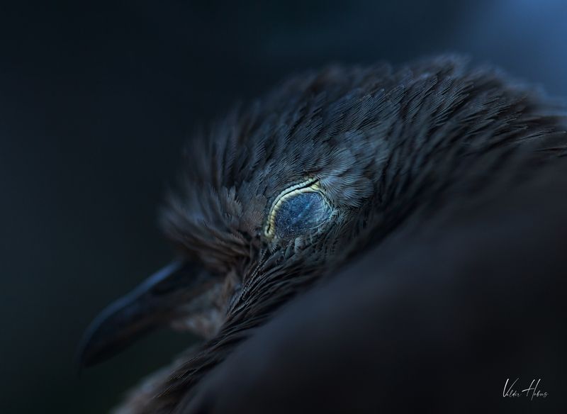 Sleep фото превью
