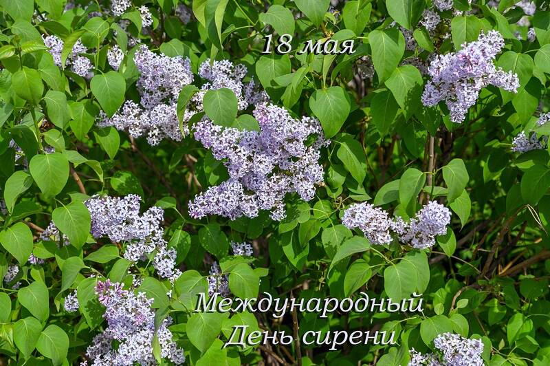 С Международным Днём сирени! фото превью
