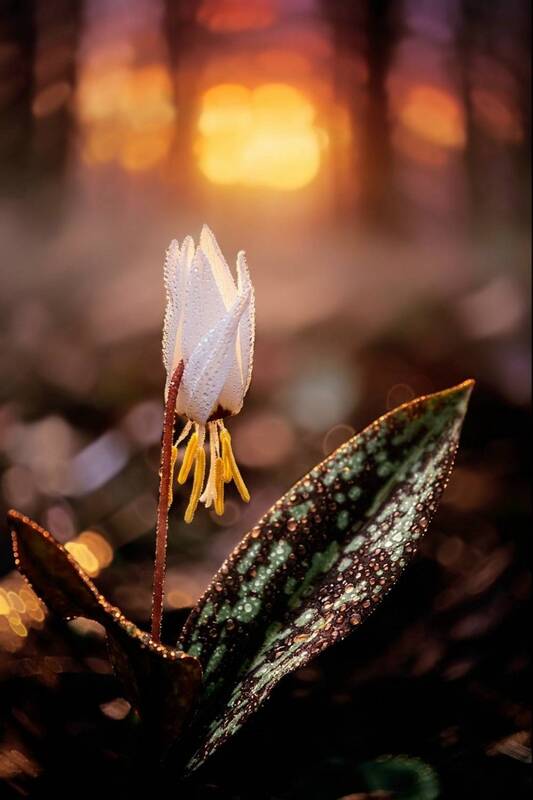 макро, весна, spring, кандык, macro Кандык фото превью