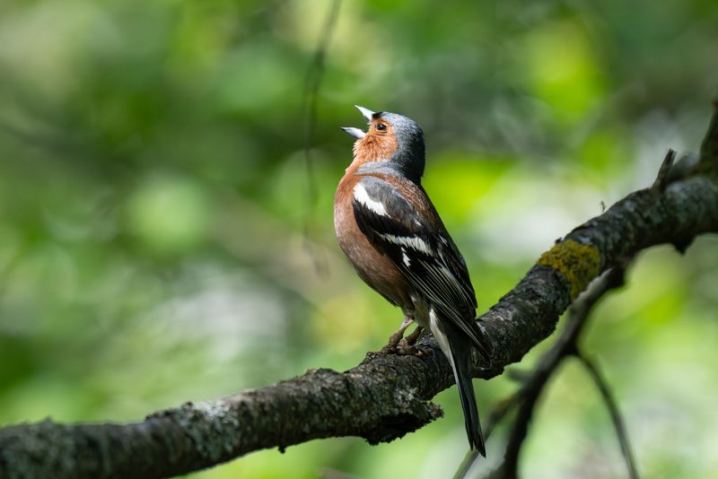 зяблик, лес, лето, chaffinch, summer, bird Song in the branches фото превью