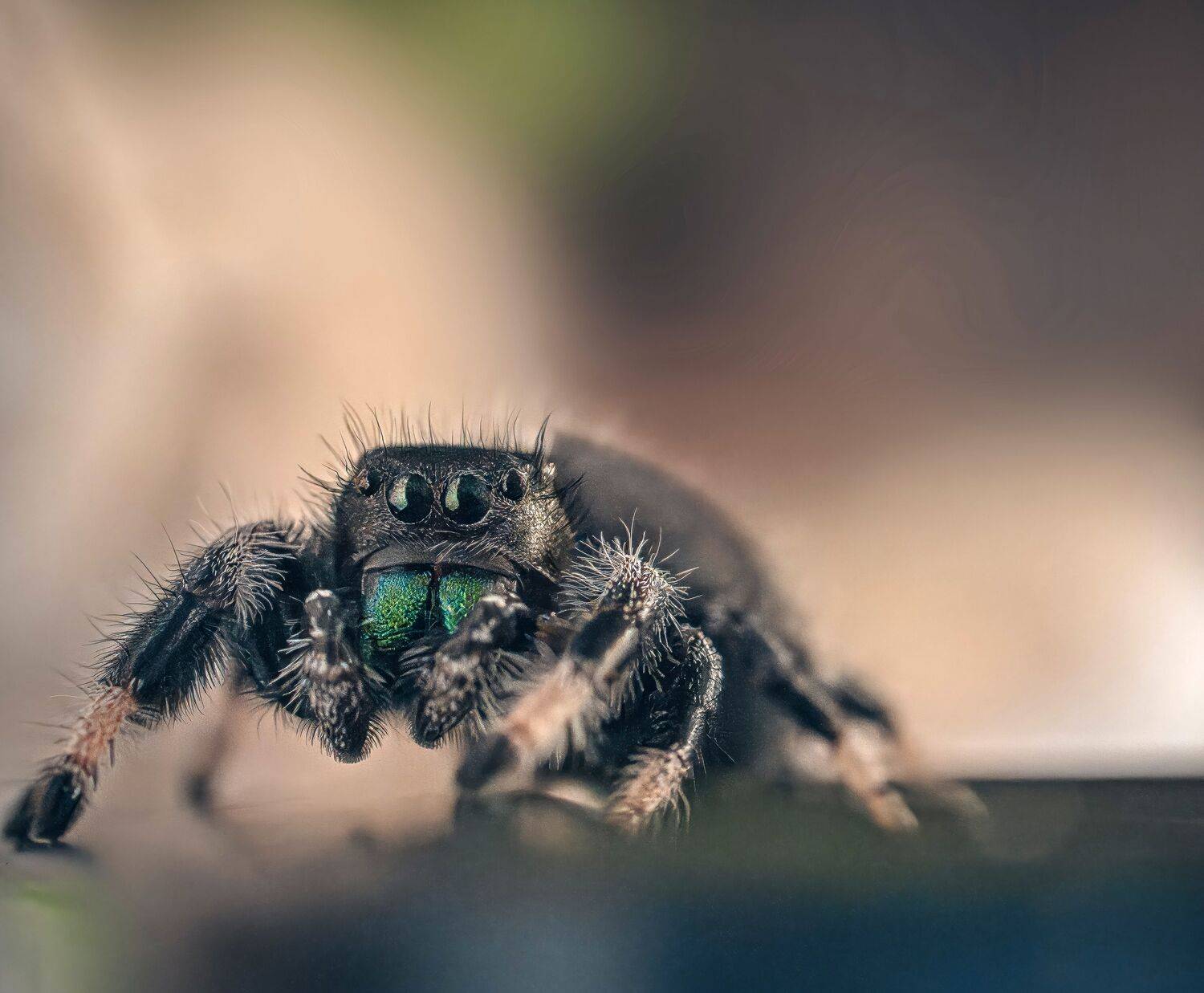 Макро, паук, скакун, кипер, Phidippus, regius, Ворожцова Марина