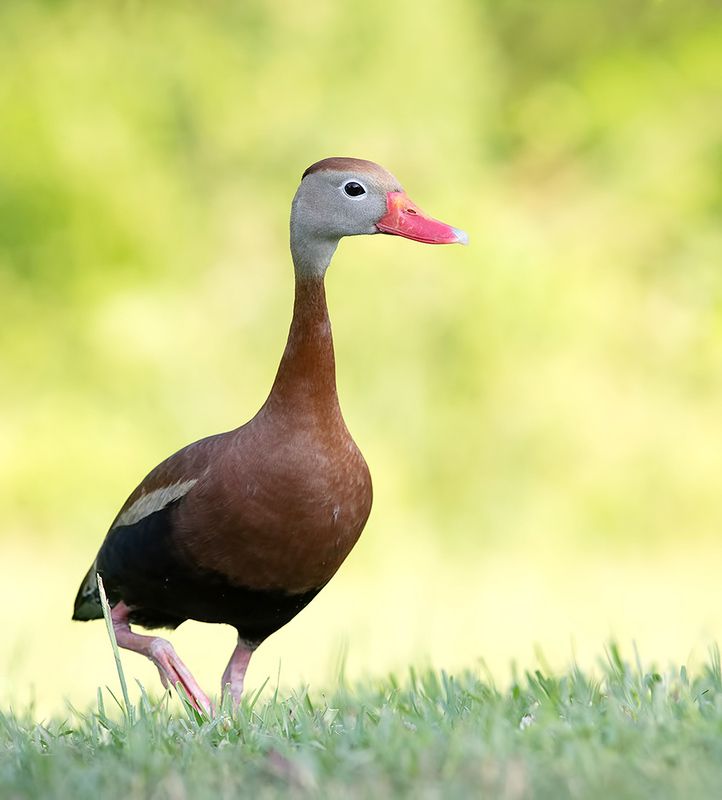 black-bellied whistling duck, duck, утка, wild, spring, весна, чернобрюхая свистящая утка, дикие птицы, birds, птицы Black-Bellied Whistling Duck - Чернобрюхая свистящая утка фото превью