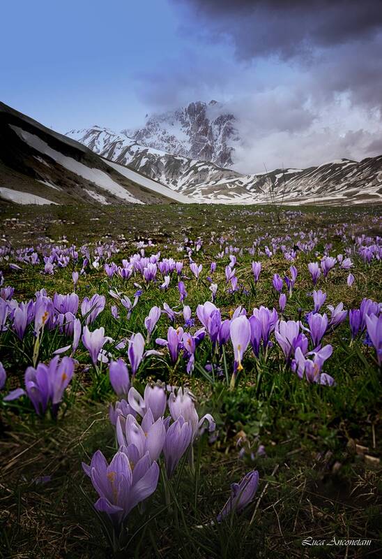 Crocus фото превью