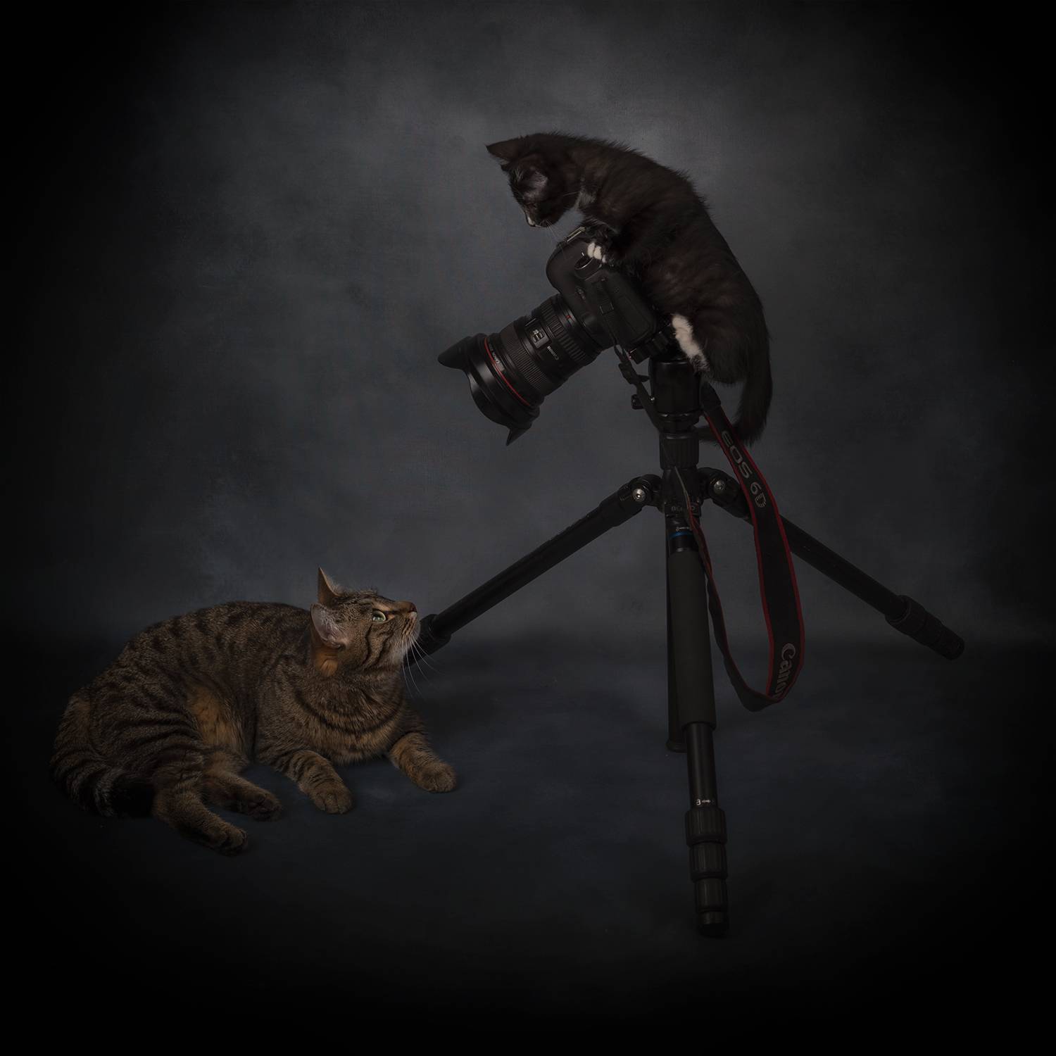кошки, кошка, кот, котенок, фотосессия, фотограф, домашние животные, Александр Чазов