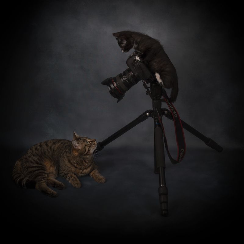 кошки, кошка, кот, котенок, фотосессия, фотограф, домашние животные Фотограф фото превью