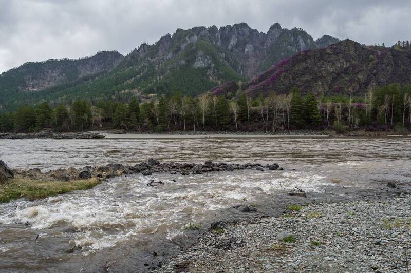 алтай, катунь, приток, мутная вода, весна, цветение маральника, горы Не`бирюзовая Катунь ) фото превью
