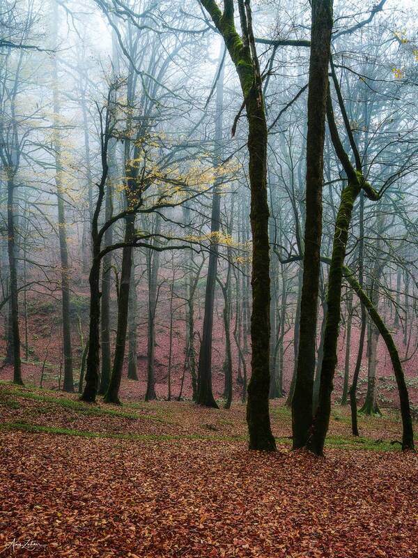 fog, forest, travel, landscape, nature, autumn, iran Foggy Forest фото превью