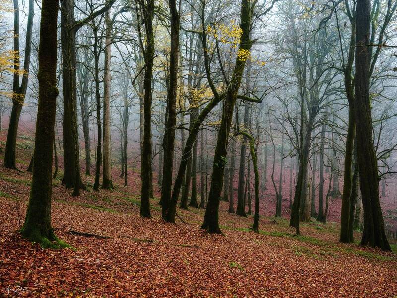 landscape, nature, forest, travel, autumn, tree, fog, photography Foggy Forest фото превью