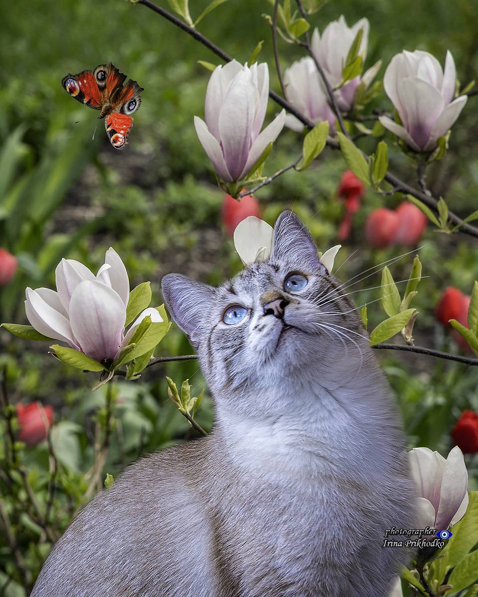 природа, весна, животные, кошки, котики, питомцы, цветущая магнолия, Приходько Ирина