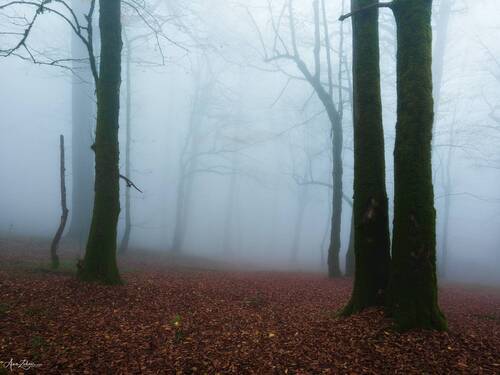 Foggy Forest