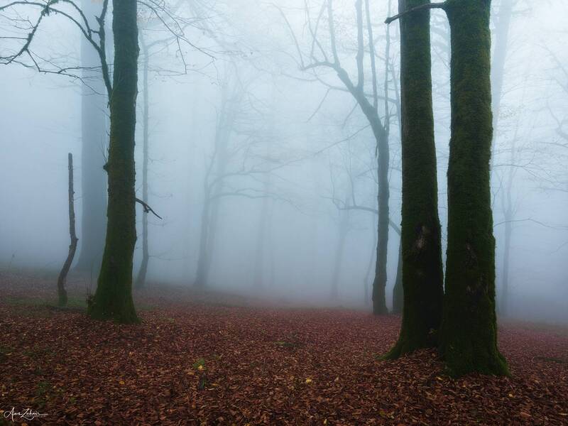 landscape, nature, tree, forest, photography, fog, travel, autumn Foggy Forest фото превью
