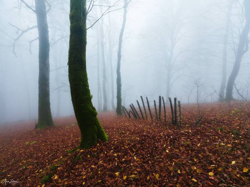 fog, landscape, nature, travel, photography, autumn, tree Foggy Forest фото превью