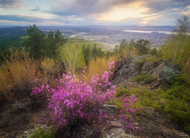 чита, забайкалье, рододендрон Багульник фото превью