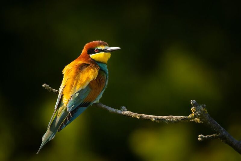 Bee-eater фото превью