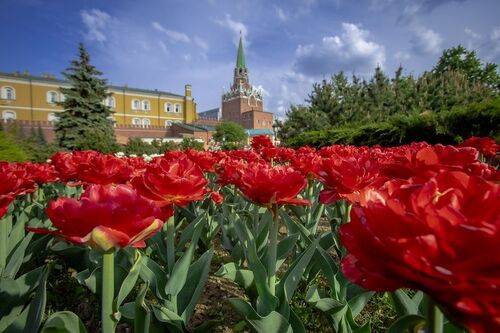 Жара, тюльпаны и сирень)