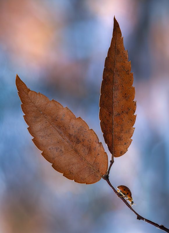 ladybug, ladybird, macro, leaf, leaves November dreams фото превью