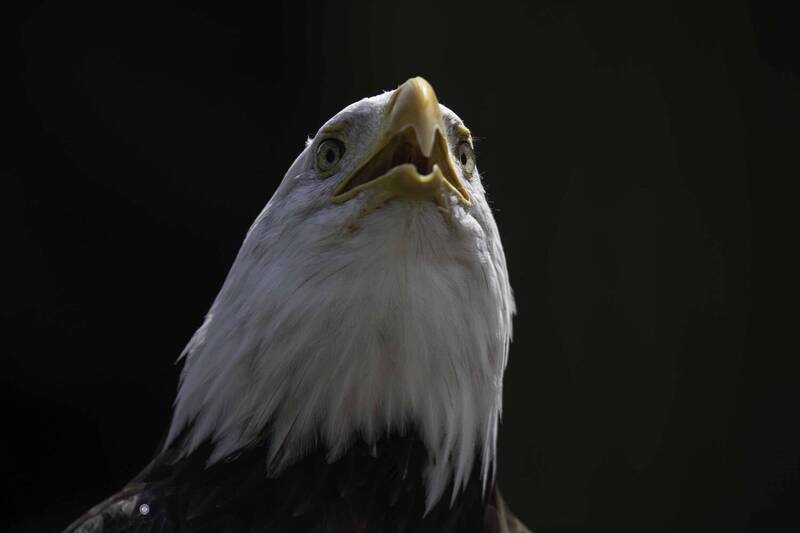 Bald eagle фото превью