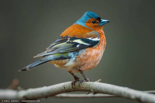 Зяблик | Chaffinch