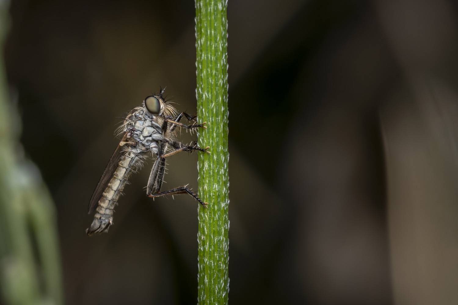 insects, macro, nature, Nikolay Tatarchuk