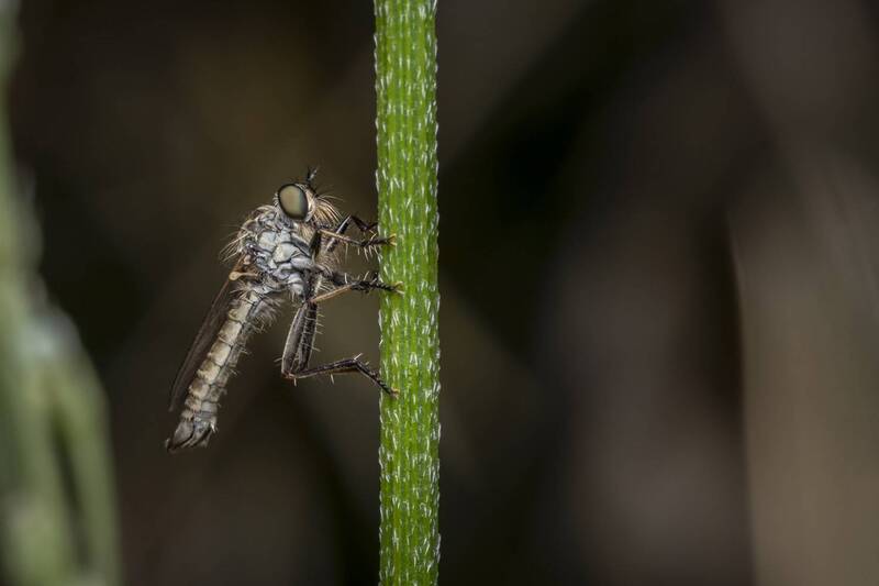 insects, macro, nature  фото превью