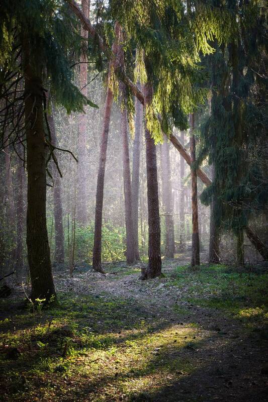 лес, дымка, деревья В лесу фото превью