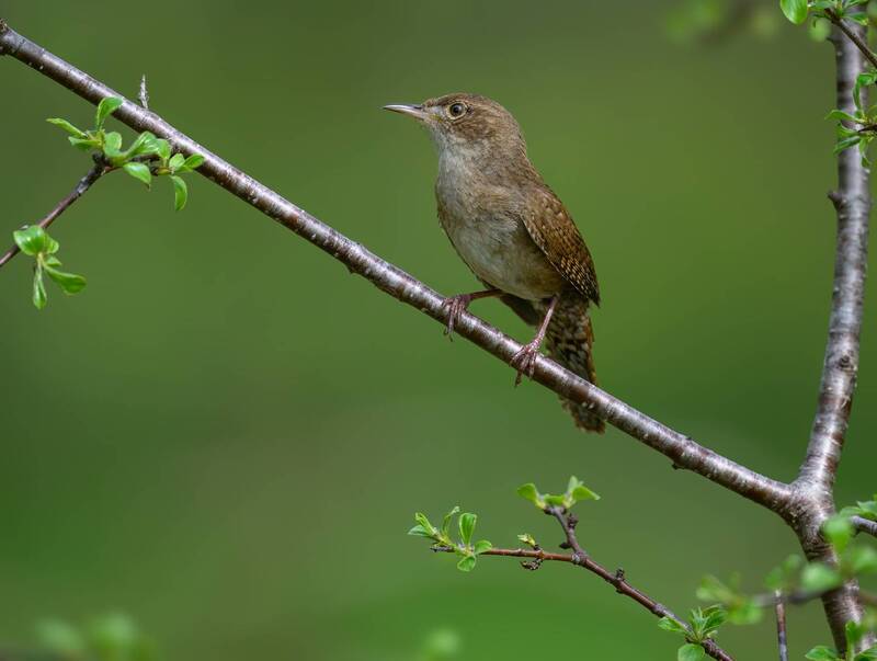 Northern House Wren фото превью