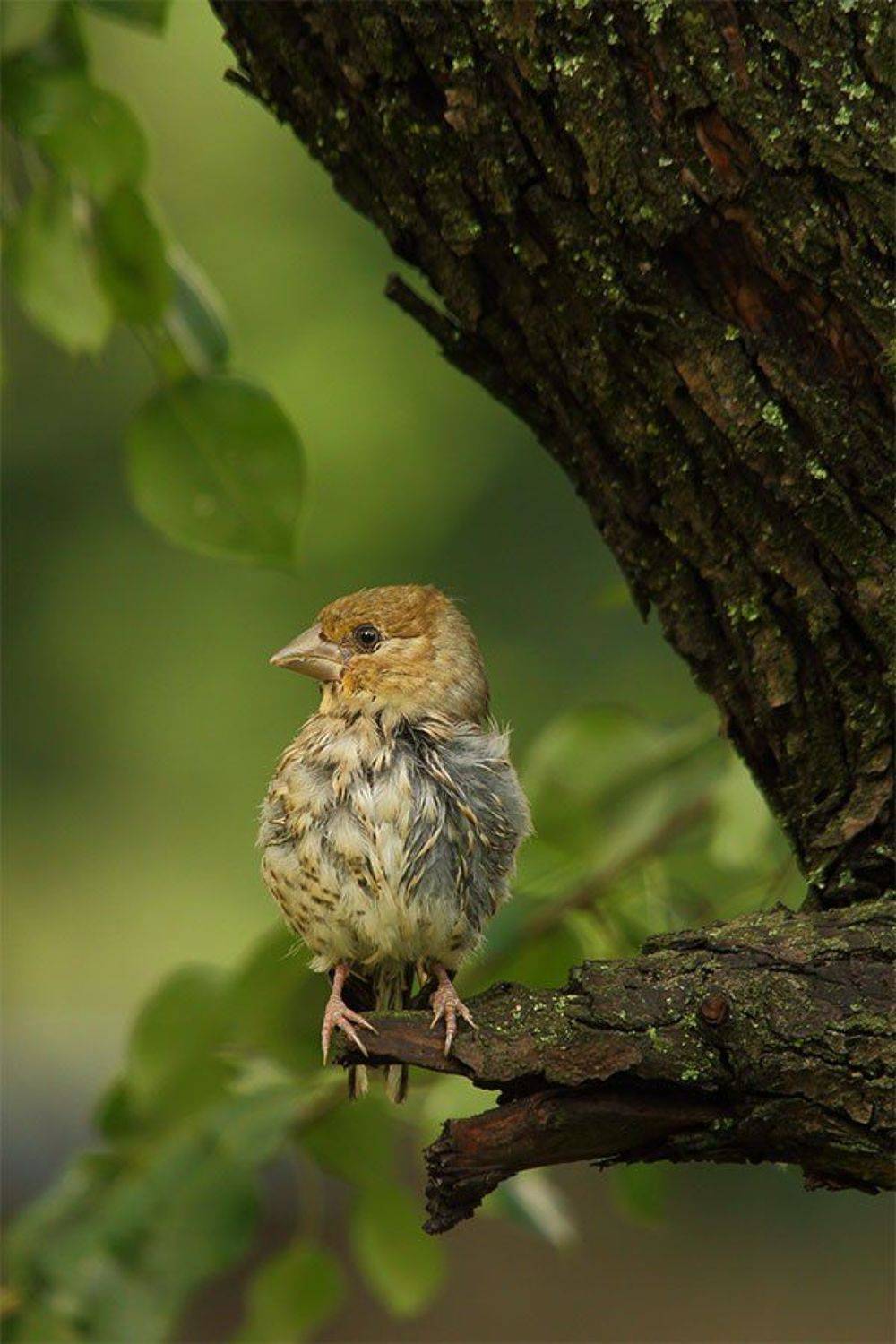 , Роман Рысь