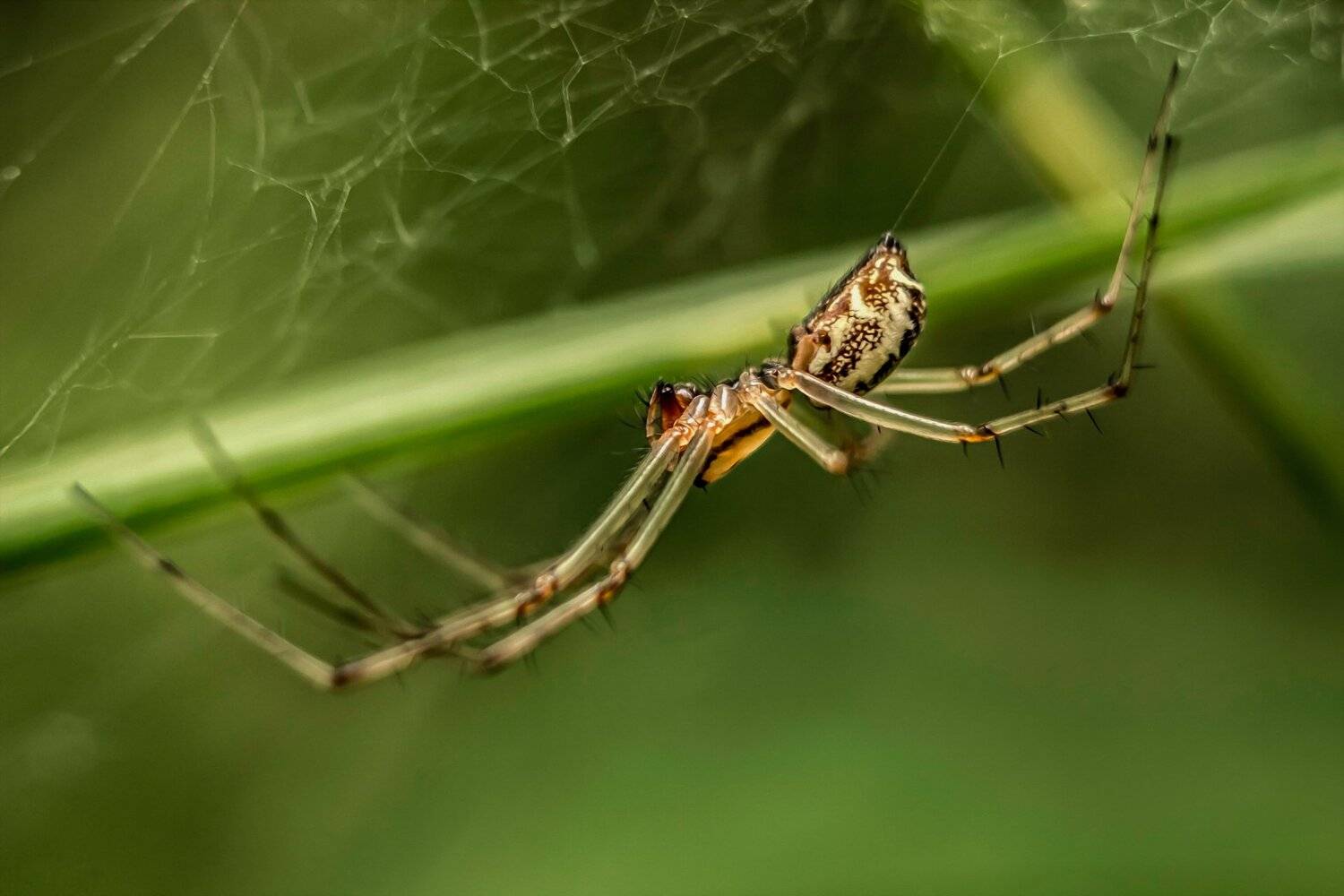 Лапы, Паук, Паутина, Сеть, Стебель, Трава, Юрий Котов