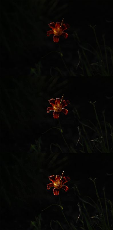 flower FIRE FLOWER фото превью