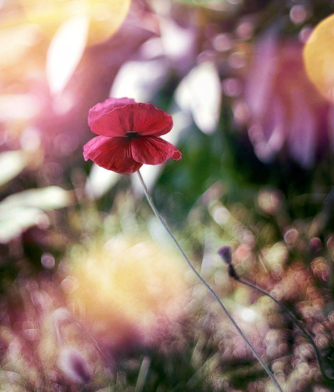 antrisolja,color,macro,nature, Floral Magica фото превью