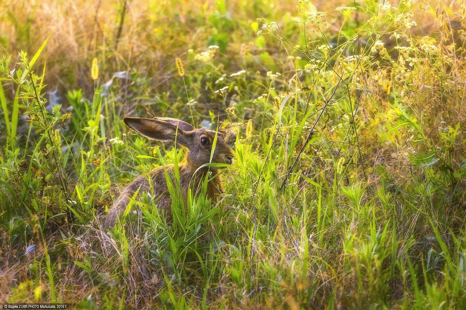 Zubr.photo, Животные, Закат, Заяц, Луга, Природа, Ростовская область, Вадим ZUBR Малышев
