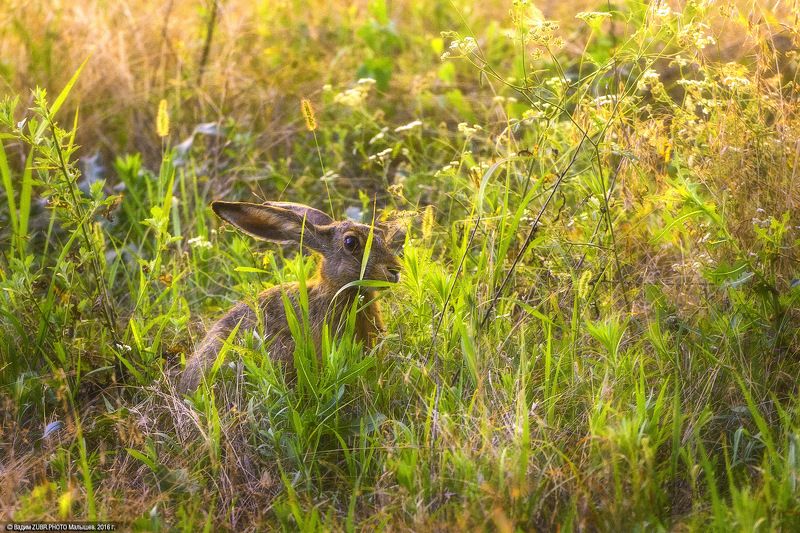 Zubr.photo, Животные, Закат, Заяц, Луга, Природа, Ростовская область Солнечный заяц фото превью
