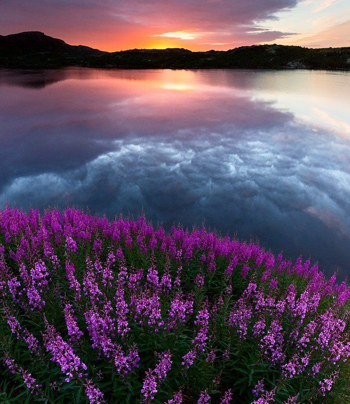 Иван-чай, Кольский п-ов, Пейзаж, Природа Иван-чай фото превью