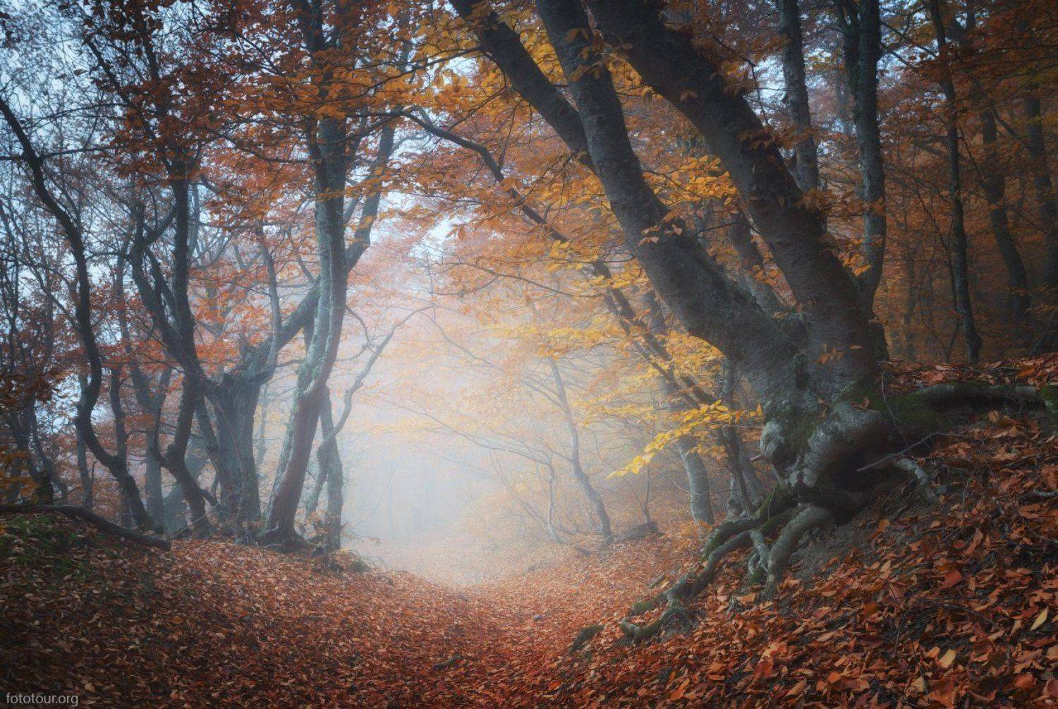 , Анатолий Гордиенко