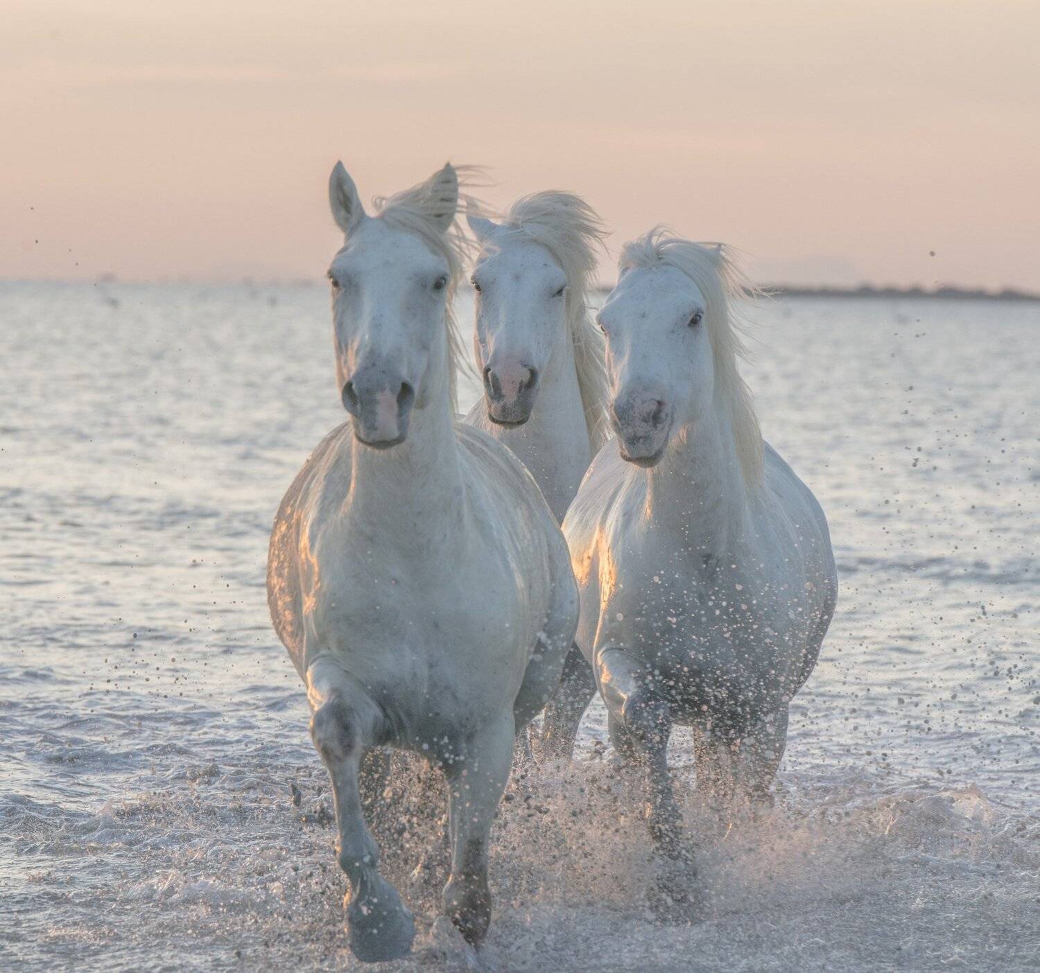 Камарг, Ирина