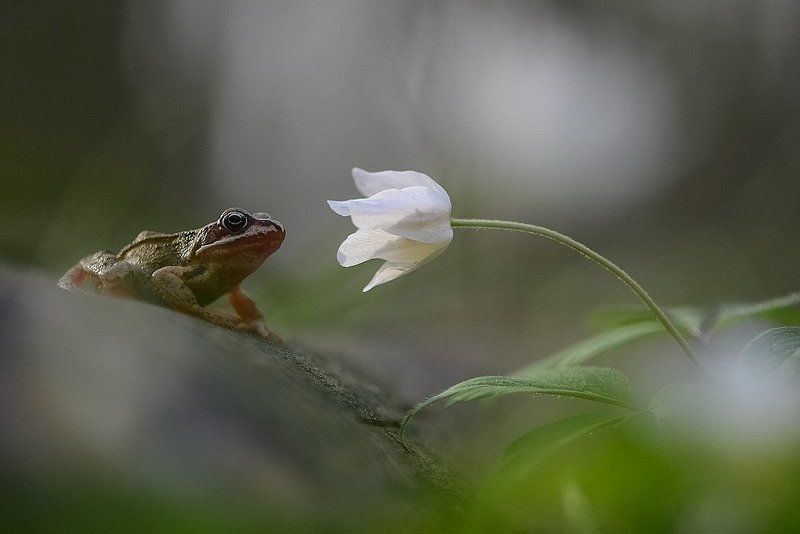 Мечты о прекрасном фото превью