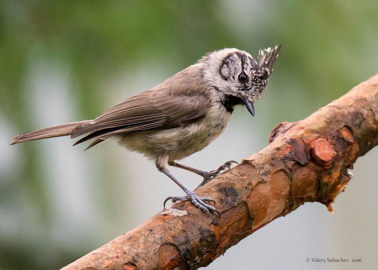 , Валерий Субачев