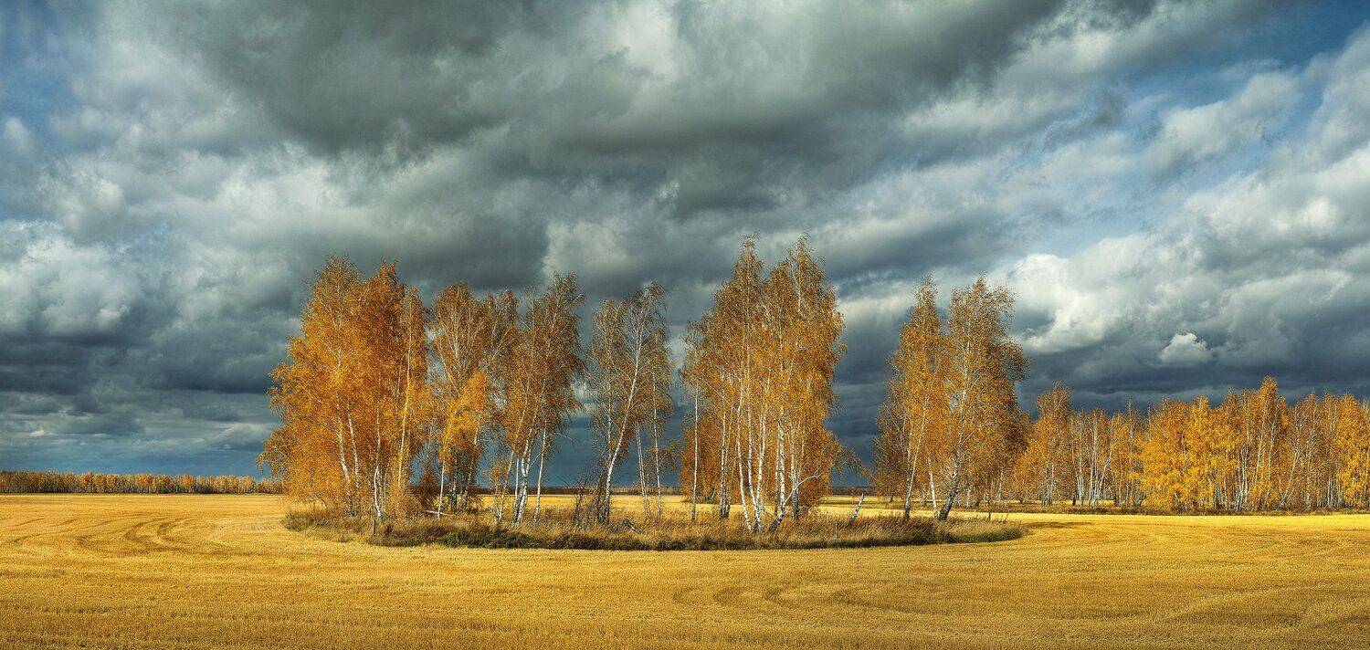 Осень,березы, Бусыгин Борис