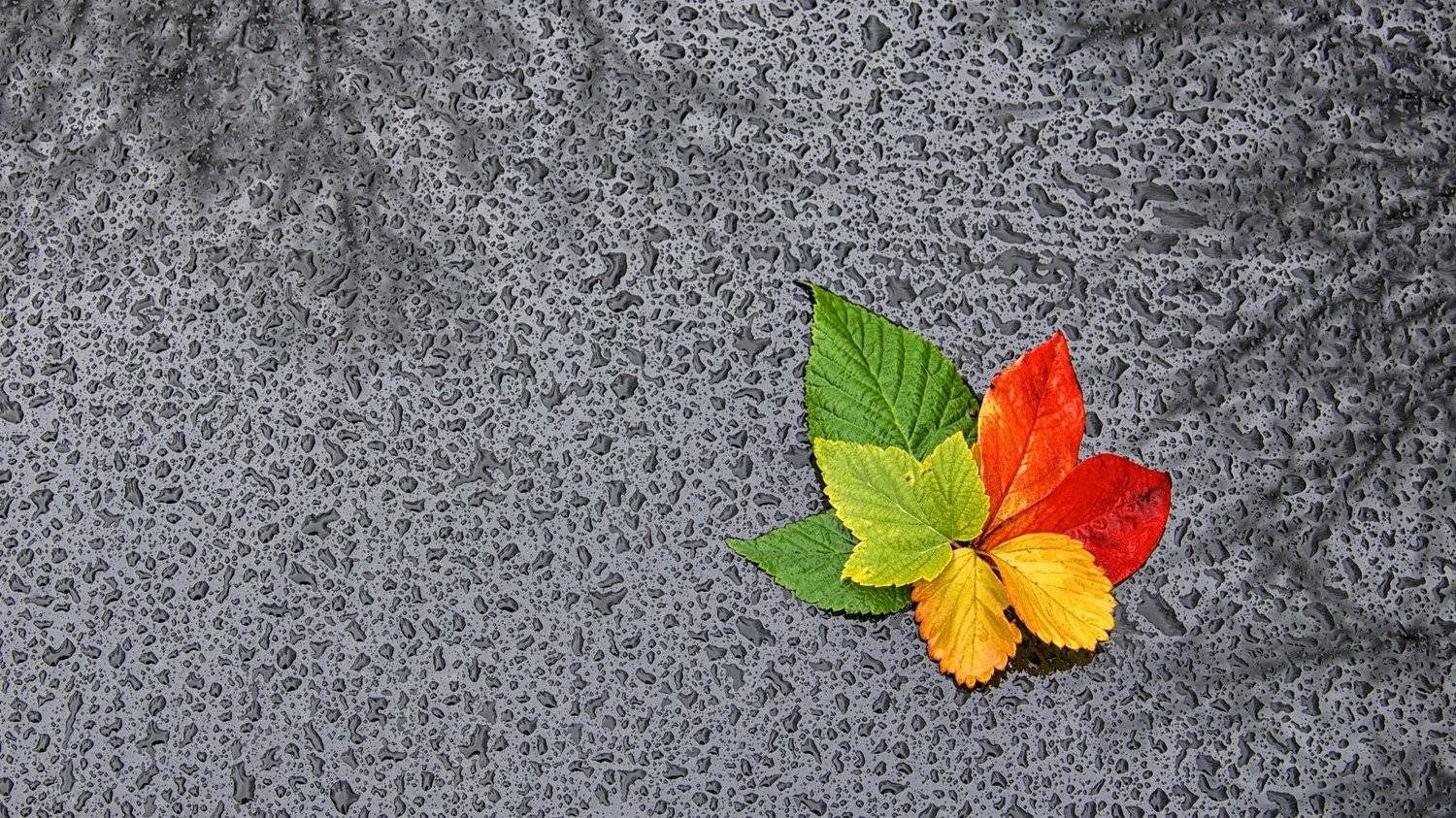 rain, drop, water, rain drops, autumn, fall, leaf, glass, reflection, tallinn, europe, estonia, rainy, cloudy, damp, dampness, colors of autumn, gloomy, bright, flash, memory, wilting, outdoor, nature, time of year, season, hope, grim, mood,, Эдуард Горобец