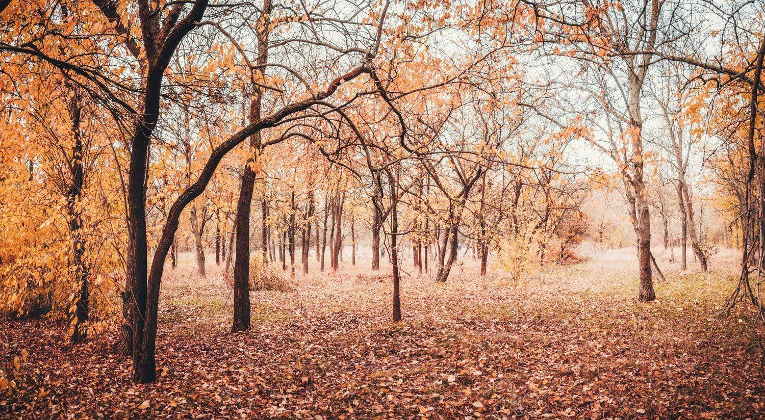 , Анатолий Щербак