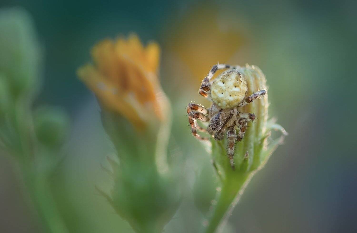 Лист, Паук, Паутина, Свет, Стебель, Цветок, Юрий Котов